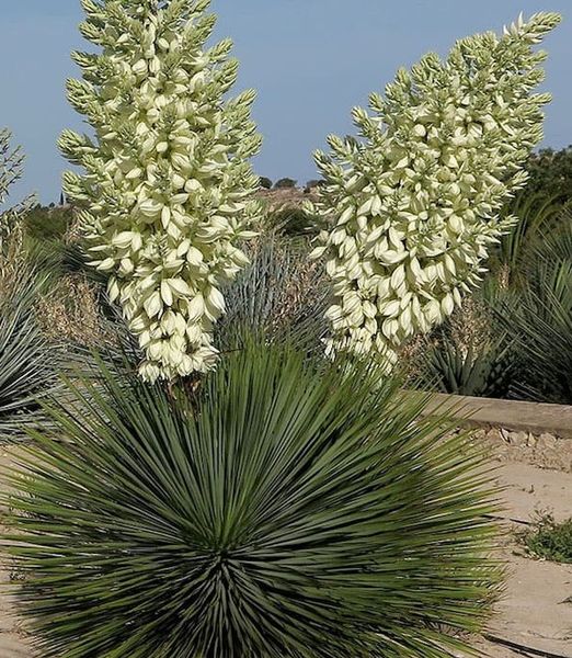Yucca thompsoniana